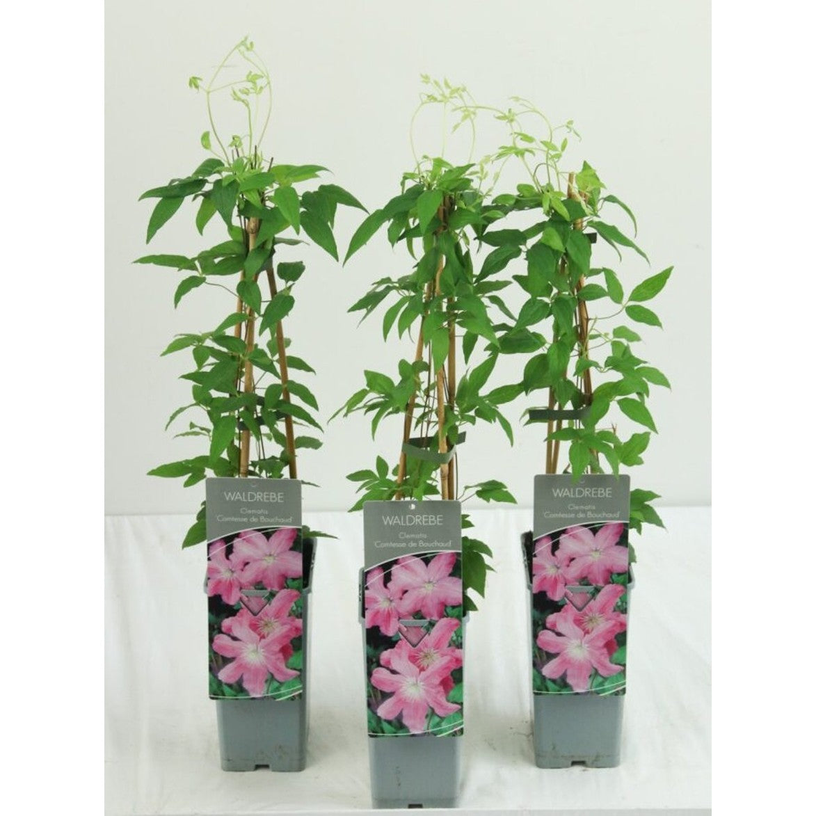Klematis – Clematis 'Comtesse de Bouchaud' - C2 50-60 CM 3 Stick
